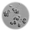 Botryococcus